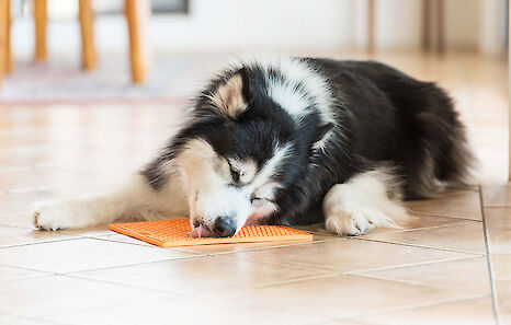 Dog enjoying a treat on the LickiMat Soother