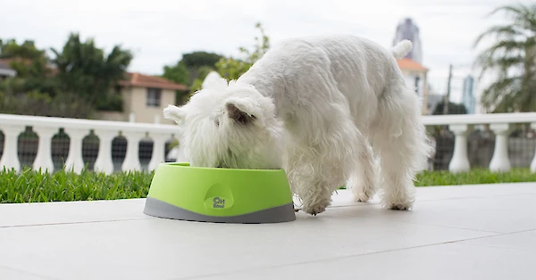 It started with the OH Bowl