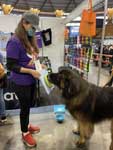 Big dogs and dog lovers
