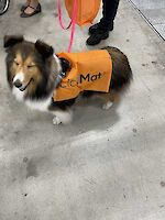 Dogs of all shapes, sizes and colours love LickiMats