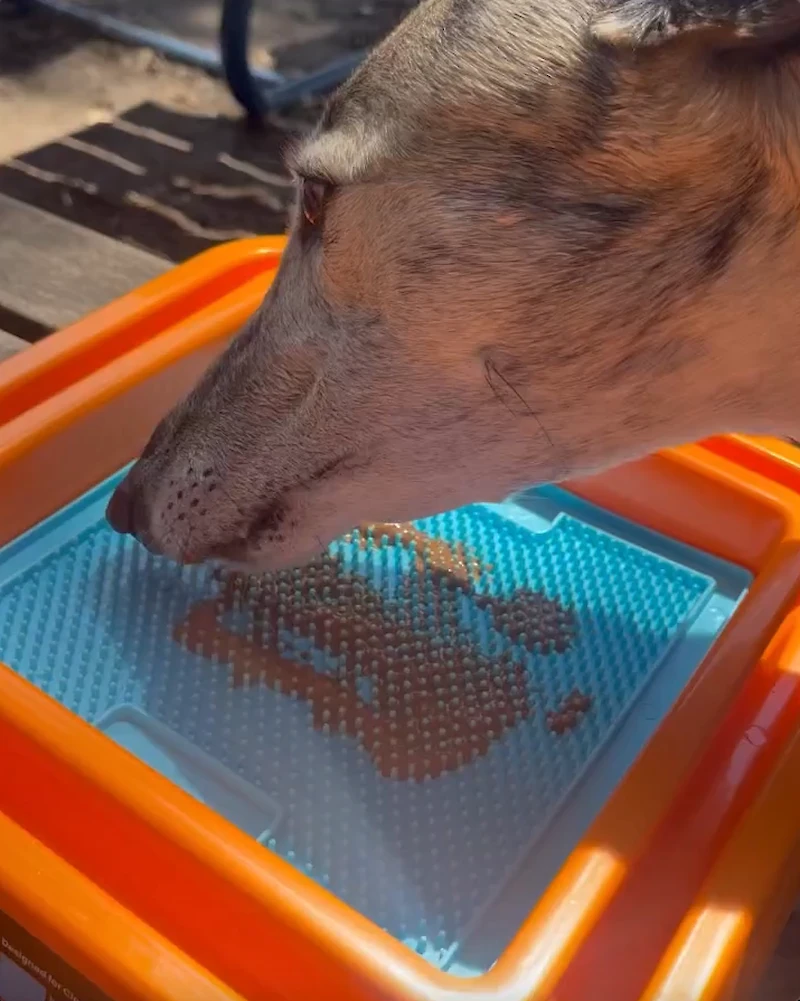 Rescued greyhound enjoying licking a LickiMat Soother