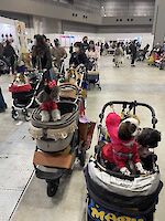 Prams were the preferred method of transport for cats and dogs at Interpet Japan