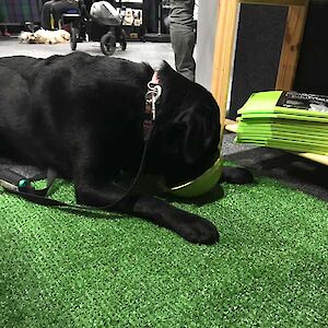 Wellington Pet Expo