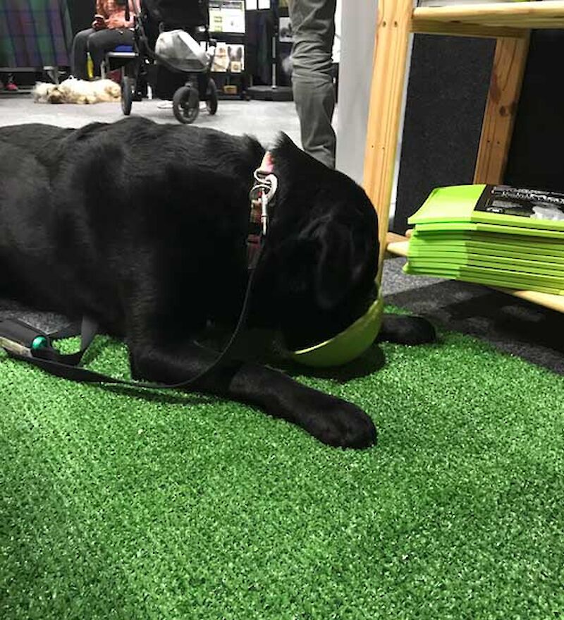 Enjoying a treat from at LickiMat Wobble at Wellington Pet Expo