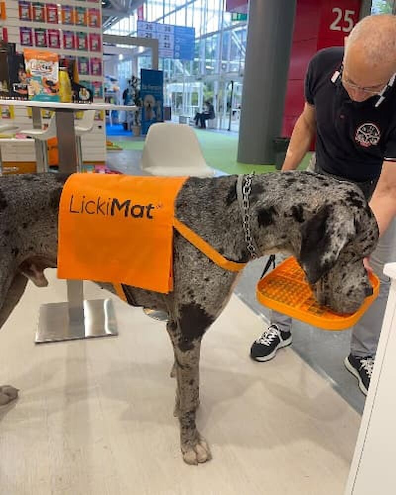 Rae the Great Dane, LickiMat ambassador at Zoomark 2025